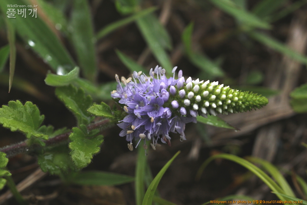 DPP_2016.07.25-1 부산꼬리풀 (3).JPG