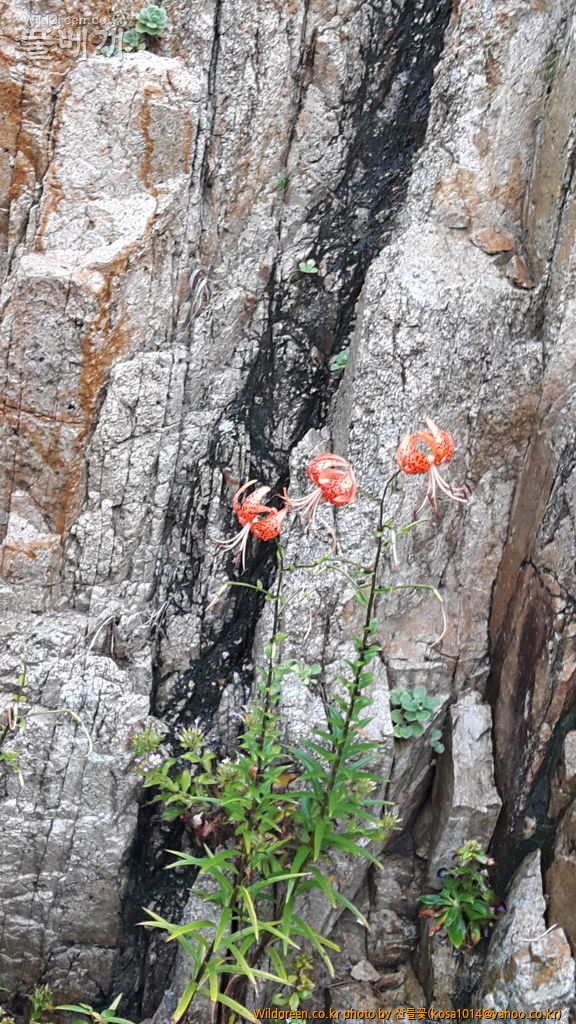 20160725_161751.jpg : 밀양 기장 함바꾸 돌고왔스비다