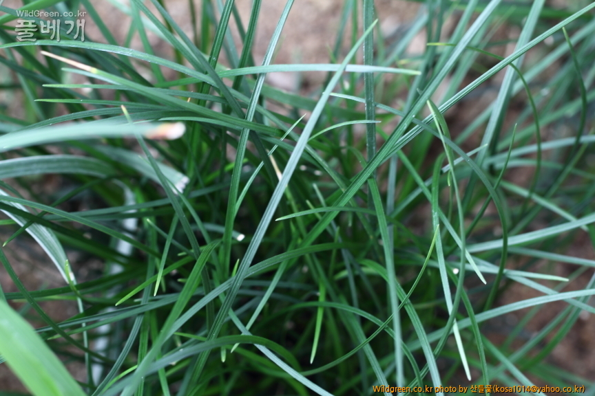 DPP_2016.07.25 가는줄맥문동.JPG