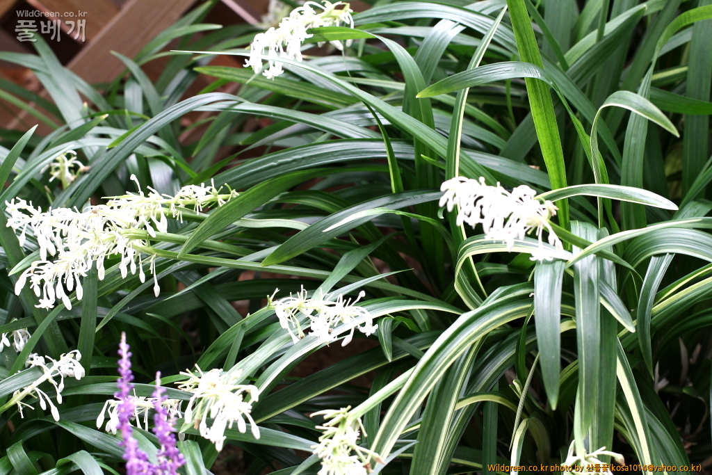 DPP_2016.07.25 무늬맥문동 (2).JPG : 밀양 기장 함바꾸 돌고왔스비다