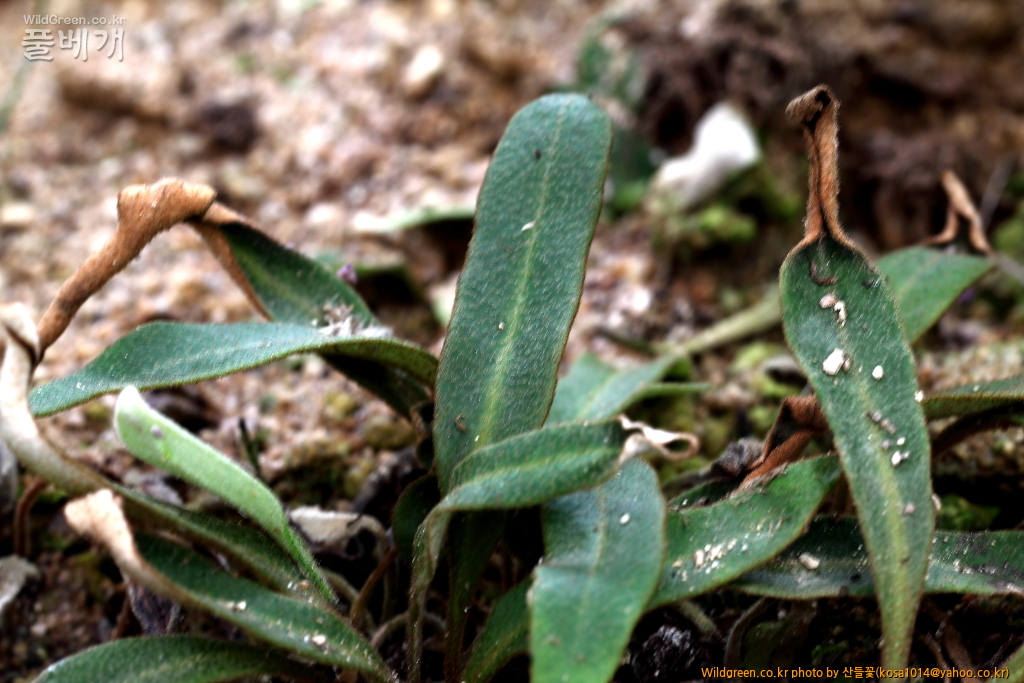 DPP_2016.07.25 큰일엽초.JPG