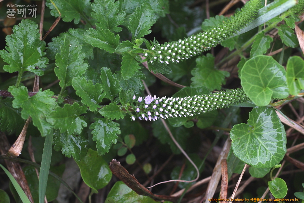 DPP_2016.07.25-1 부산꼬리풀 (2).JPG