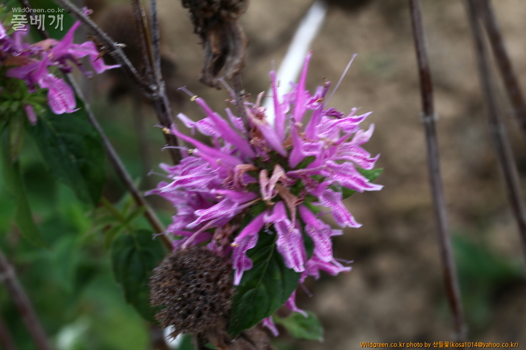 DPP_2016.07.25 벨가못트.JPG