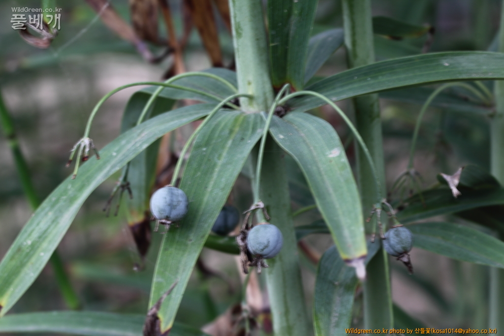 DPP_2016.07.25 층층둥굴레 (2).JPG