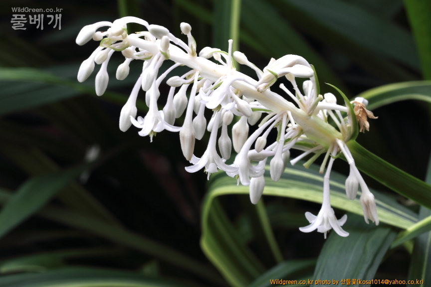 DPP_2016.07.25 무늬맥문동.JPG : 밀양 기장 함바꾸 돌고왔스비다