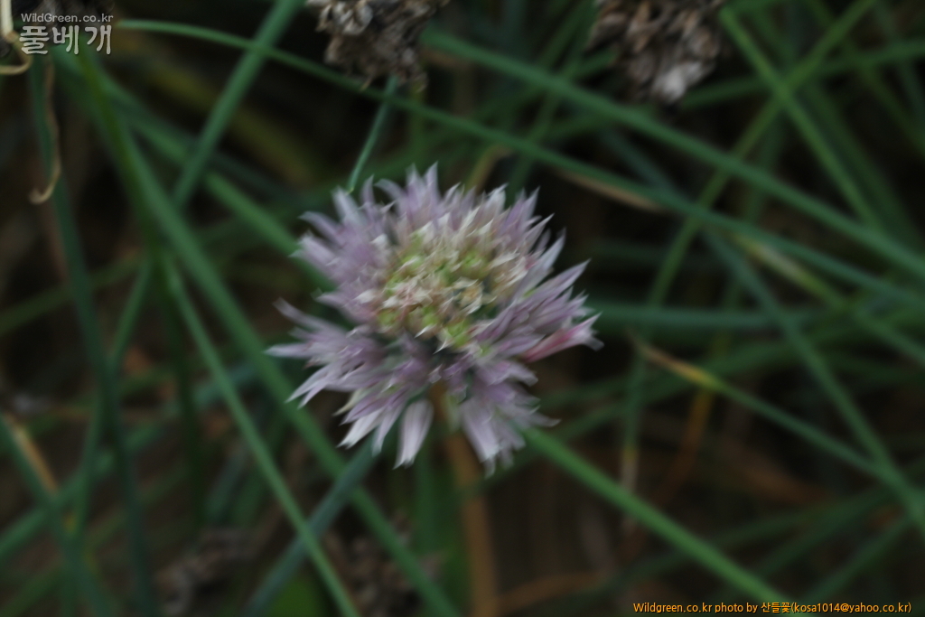 DPP_2016.07.25 꽃파대가리 (2).JPG