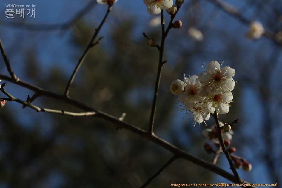 IMG_2134매화2.jpg