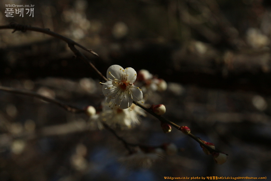 IMG_2130매화1.jpg