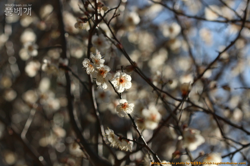 IMG_2137매화3.jpg