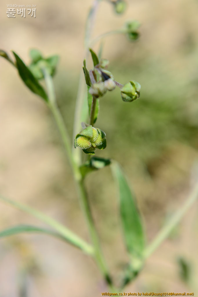 Cynoglossum divaricatum (7).jpg : 몽골-16(Cynoglossum divaricatum)