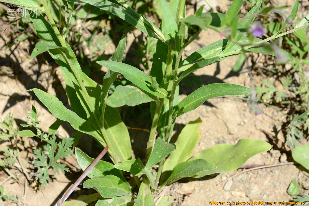 Cynoglossum divaricatum (3).jpg : 몽골-16(Cynoglossum divaricatum)