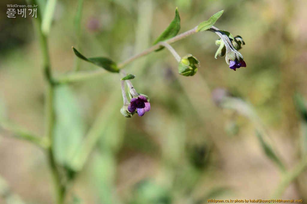 Cynoglossum divaricatum (2).jpg : 몽골-16(Cynoglossum divaricatum)