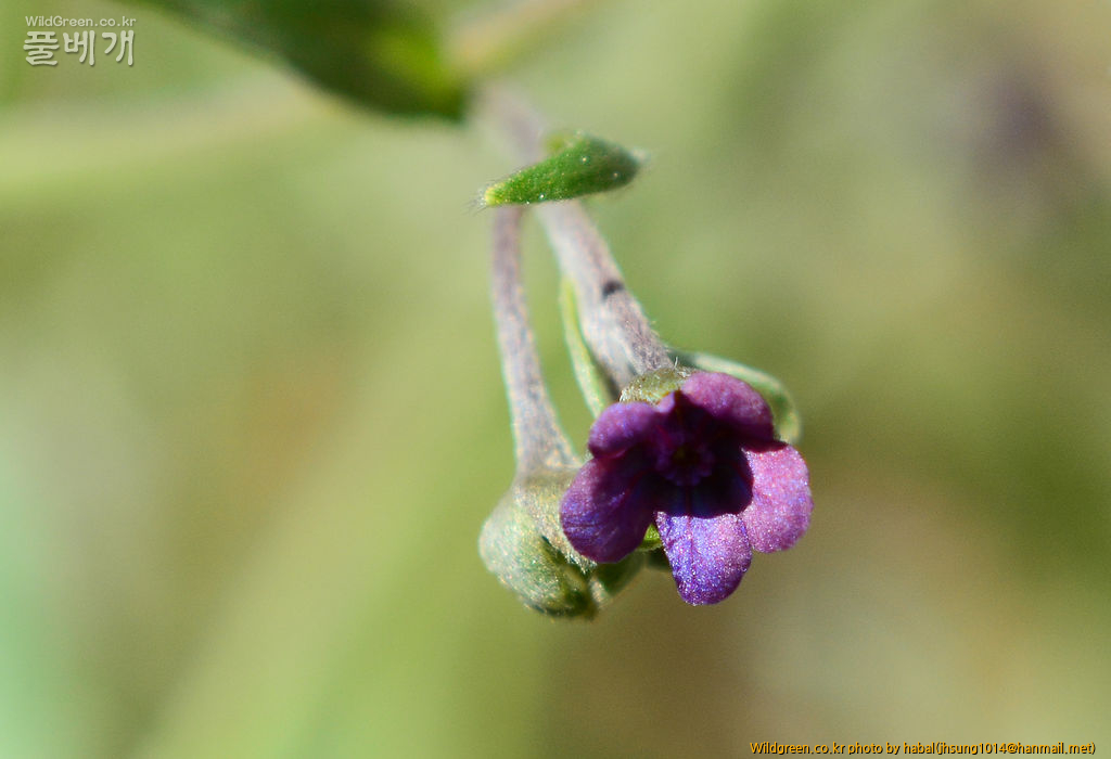Cynoglossum divaricatum (1).jpg : 몽골-16(Cynoglossum divaricatum)