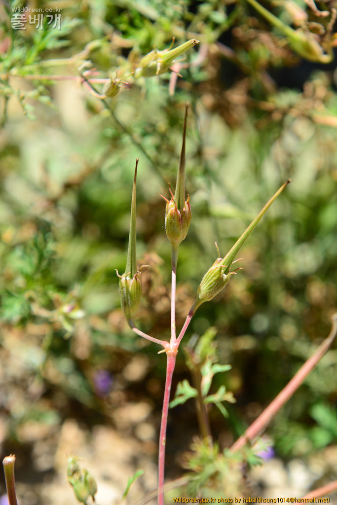 Erodium stephanianum (6).jpg : 몽골-19(Erodium stephanianum )