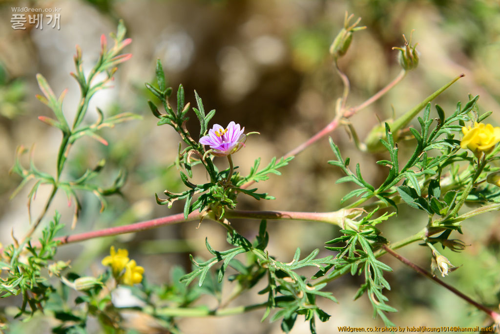 Erodium stephanianum (3).jpg : 몽골-19(Erodium stephanianum )