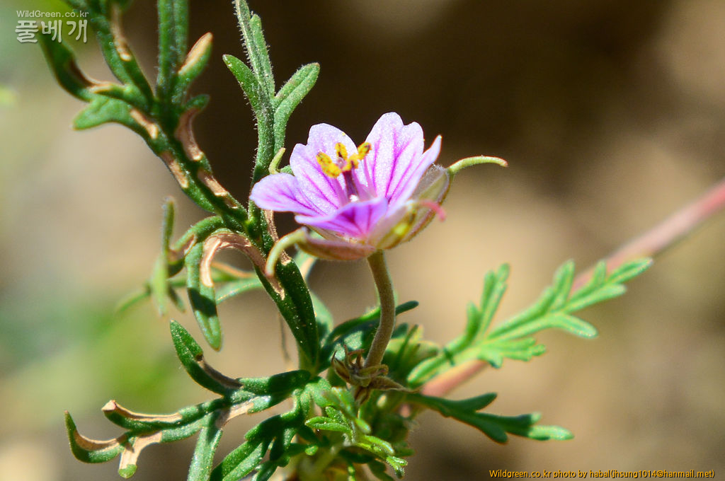 Erodium stephanianum (4).jpg : 몽골-19(Erodium stephanianum )