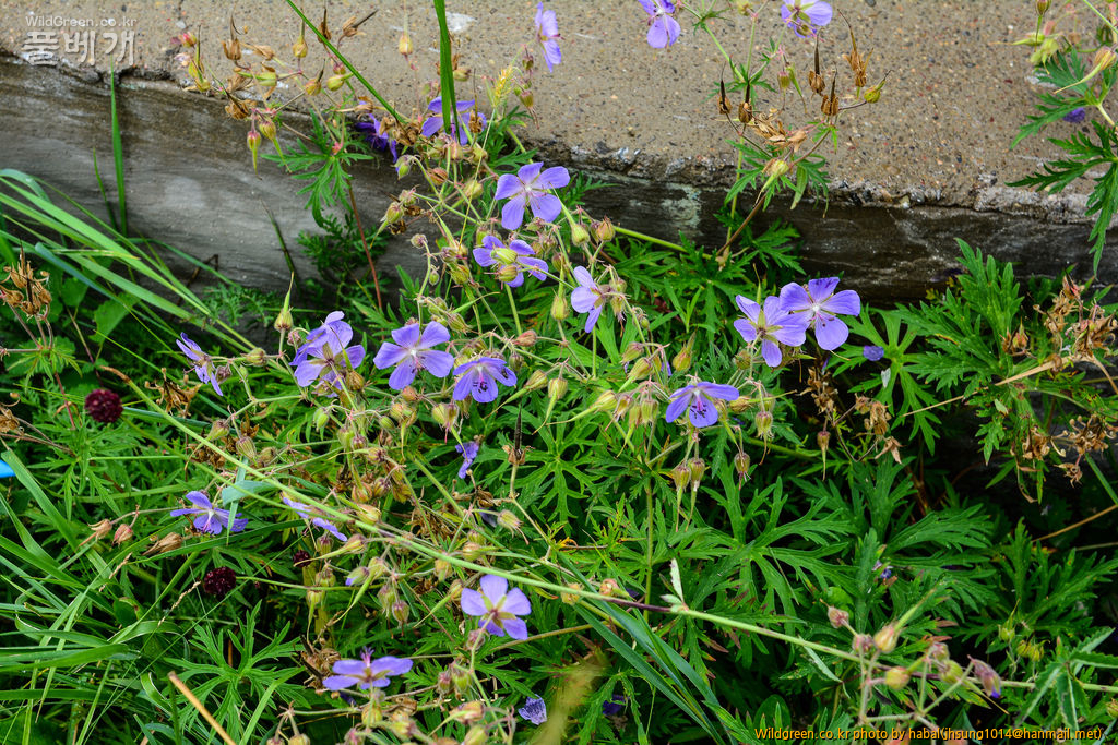 Geranium pratense Linn (10).jpg : 몽골-21(Geranium pratense Linn. )