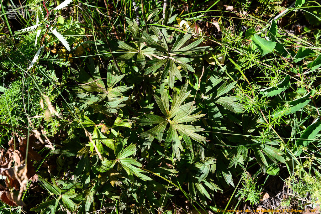 Geranium pratense Linn.jpg : 몽골-21(Geranium pratense Linn. )