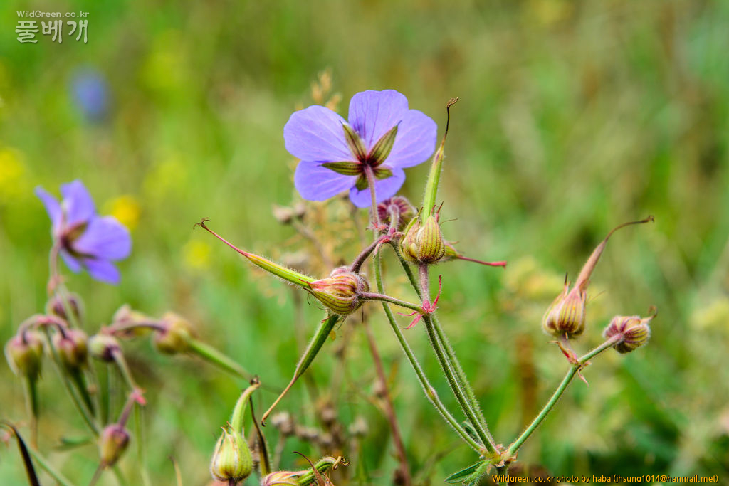 Geranium pratense Linn (7).jpg : 몽골-21(Geranium pratense Linn. )