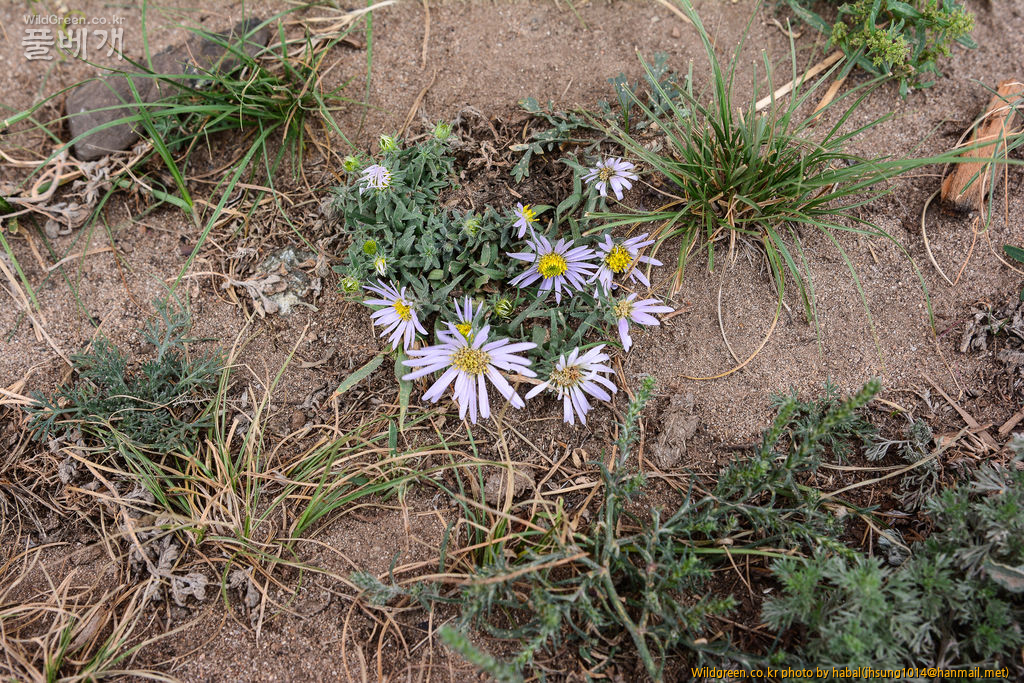 Heteropappus semiprostratus Griers (2).jpg : 몽골-22(Heteropappus semiprostratus Griers. )