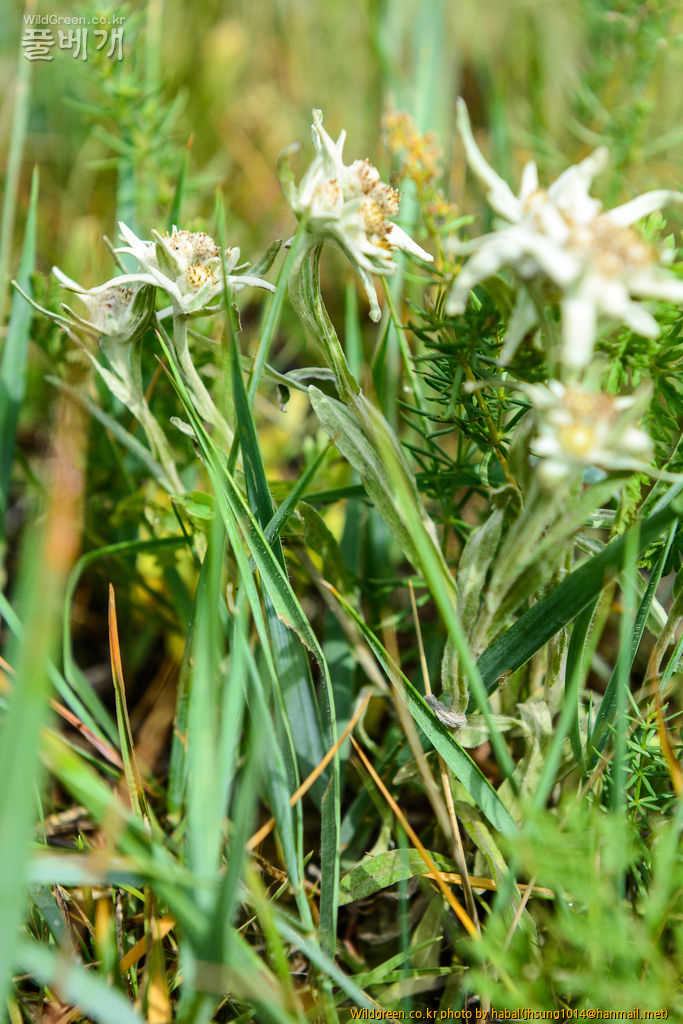 Leontopodium alpinum Cass (4).jpg : 몽골-23(Leontopodium alpinum Cass.)