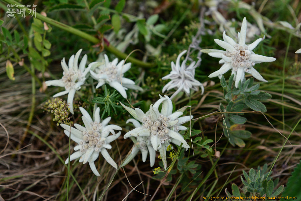 Leontopodium alpinum Cass (2).jpg : 몽골-23(Leontopodium alpinum Cass.)