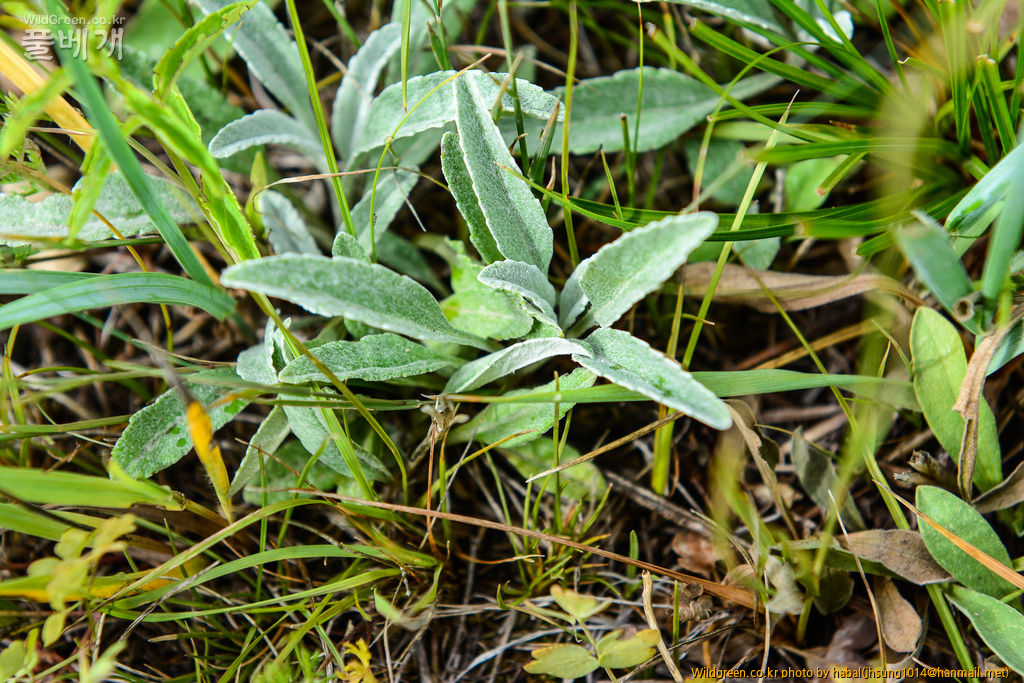 Leontopodium alpinum Cass (5).jpg : 몽골-23(Leontopodium alpinum Cass.)