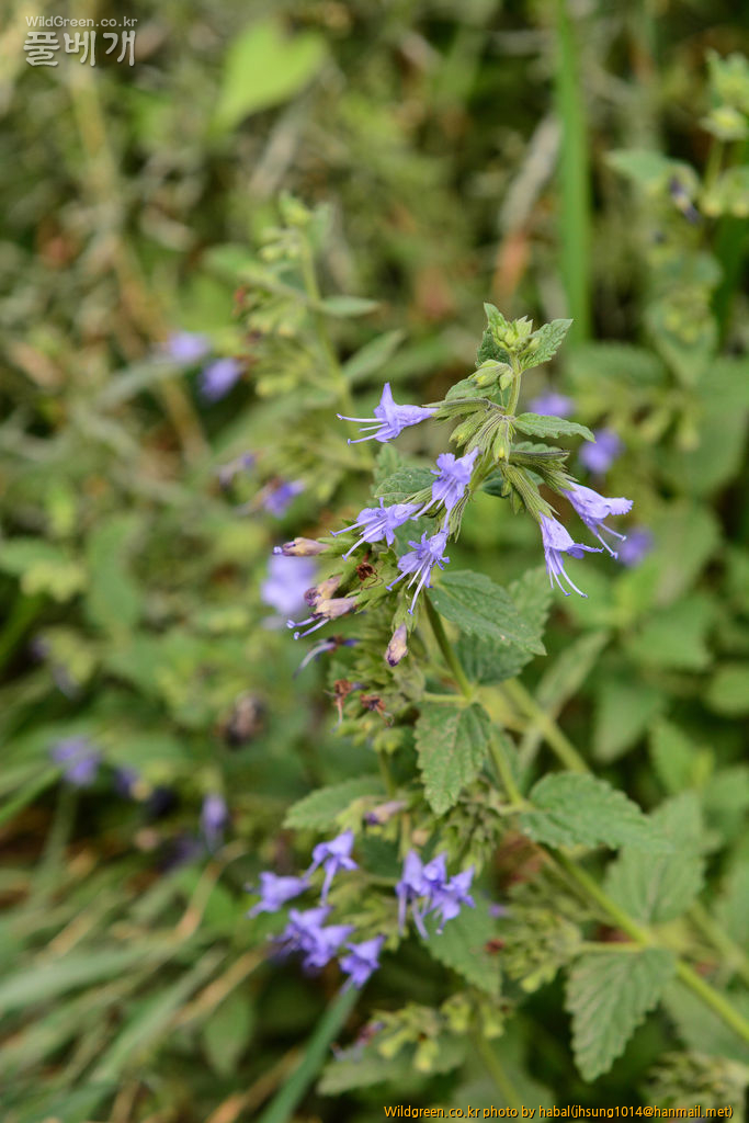 Lophanthus chinensis Benth (1).jpg : 몽골-24(Lophanthus chinensis Benth )