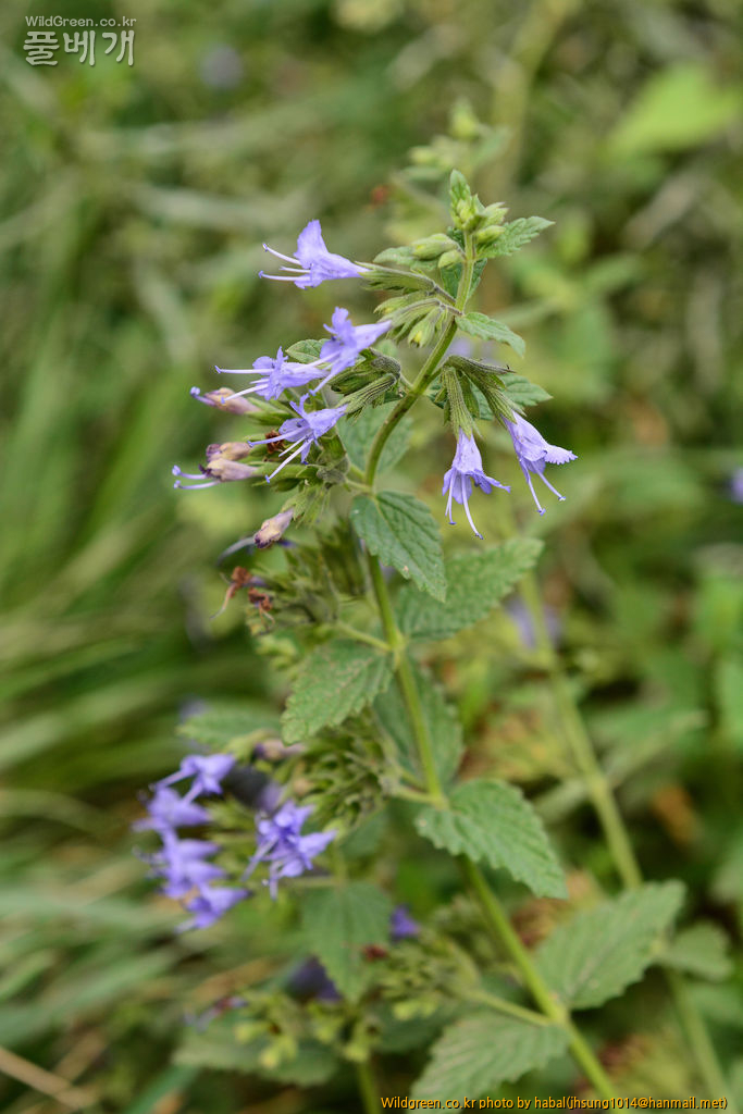 Lophanthus chinensis Benth (2).jpg : 몽골-24(Lophanthus chinensis Benth )