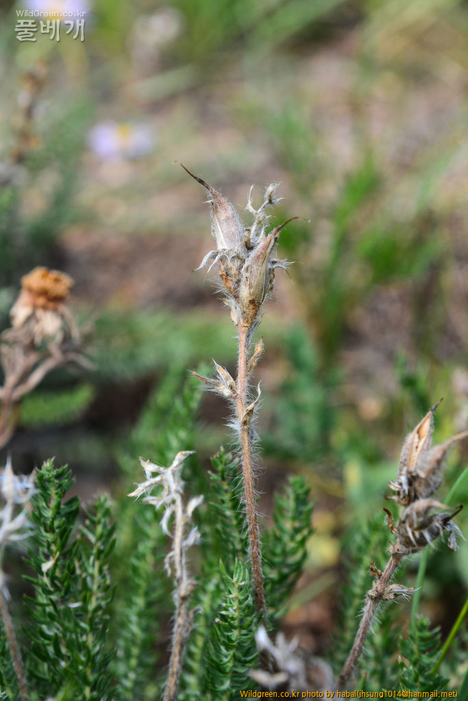 Oxytropis myriophylla DC (3).jpg : 몽골-26(Oxytropis myriophylla DC.)