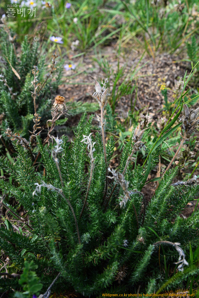 Oxytropis myriophylla DC (5).jpg : 몽골-26(Oxytropis myriophylla DC.)