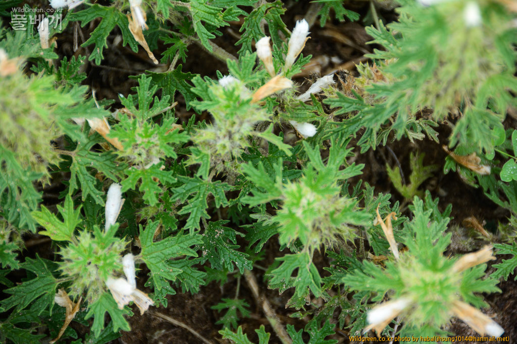 Panzerina lanata (12).jpg : 몽골-28(Panzerina lanata)