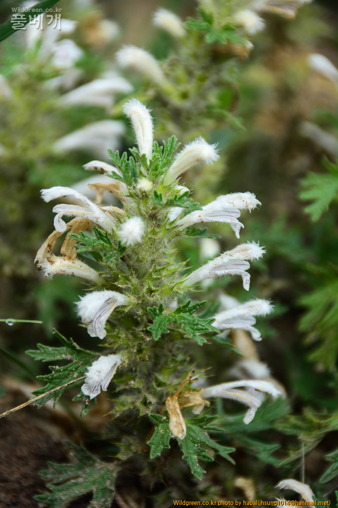 Panzerina lanata (7).jpg : 몽골-28(Panzerina lanata)