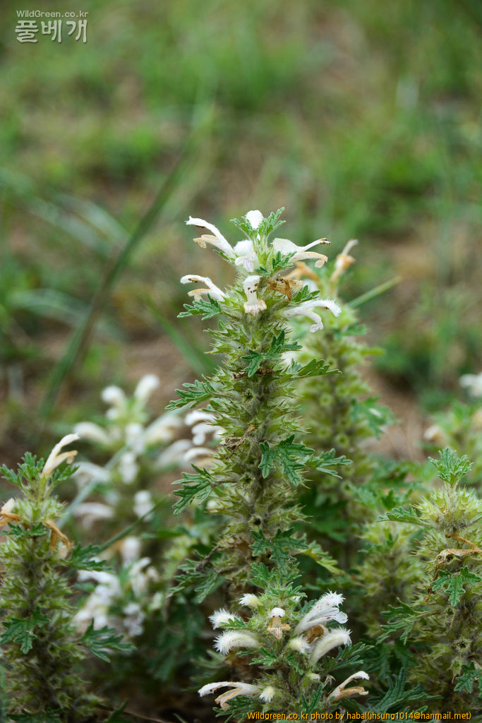 Panzerina lanata (3).jpg : 몽골-28(Panzerina lanata)