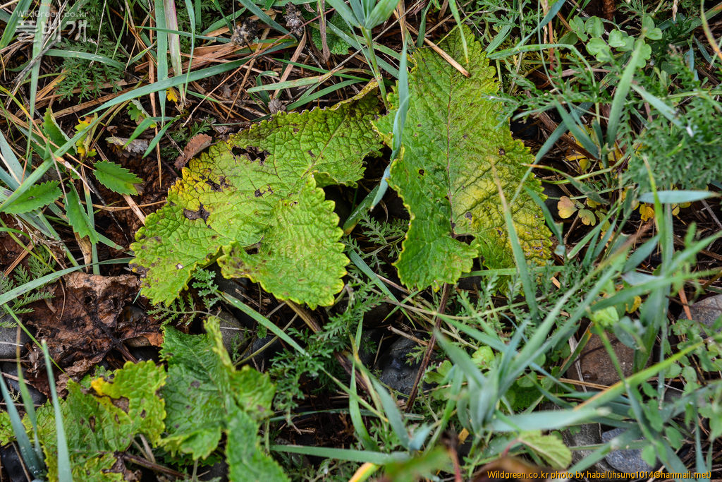 Phlomis tuberosa L.Lamiaceae  (4).jpg : 몽골-30(Phlomis tuberosa L./Lamiaceae )