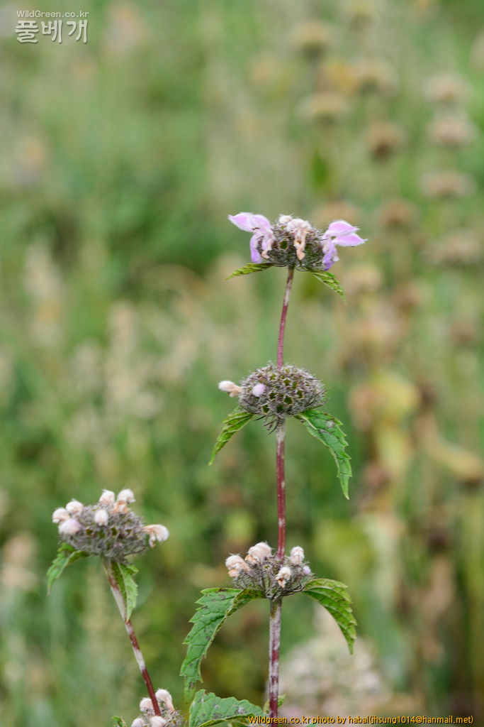 Phlomis tuberosa L.Lamiaceae  (6).jpg : 몽골-30(Phlomis tuberosa L./Lamiaceae )