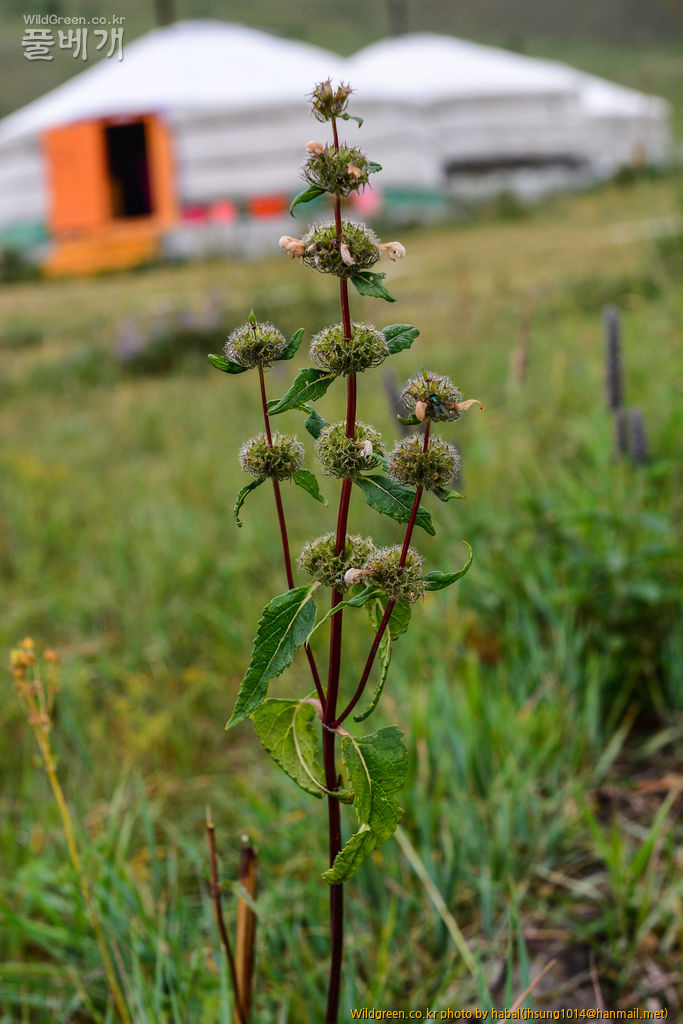 Phlomis tuberosa L.Lamiaceae  (2).jpg : 몽골-30(Phlomis tuberosa L./Lamiaceae )