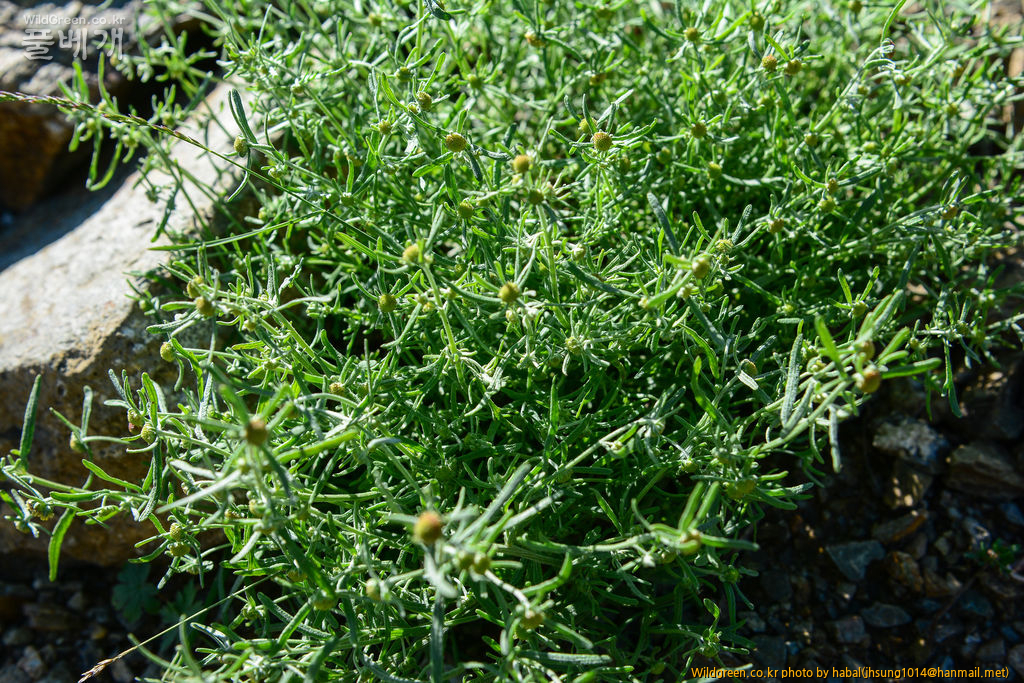 Artemisia macrocephala Jacquemont ex Besser (2).jpg : 몽골-11(Artemisia macrocephala Jacquemont ex Besser)