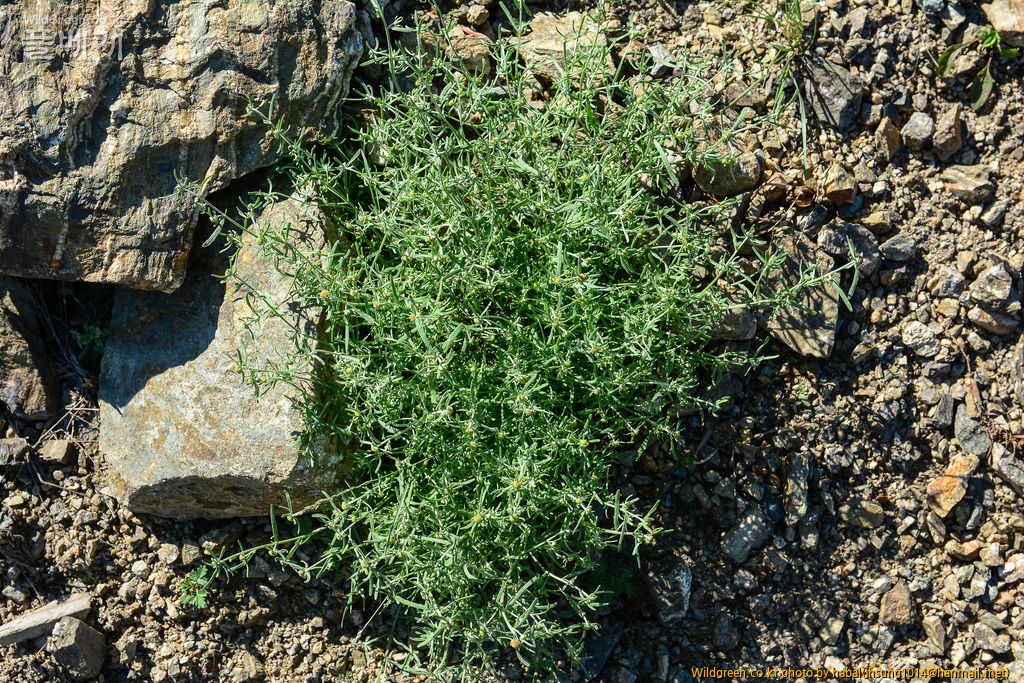 Artemisia macrocephala Jacquemont ex Besser (1).jpg : 몽골-11(Artemisia macrocephala Jacquemont ex Besser)