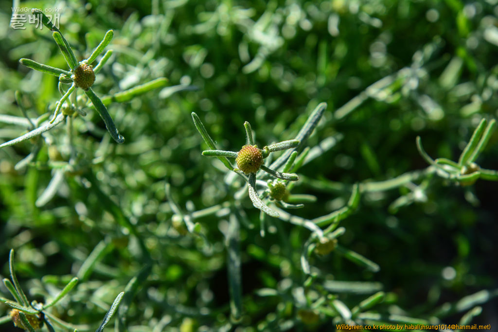 Artemisia macrocephala Jacquemont ex Besser (3).jpg : 몽골-11(Artemisia macrocephala Jacquemont ex Besser)