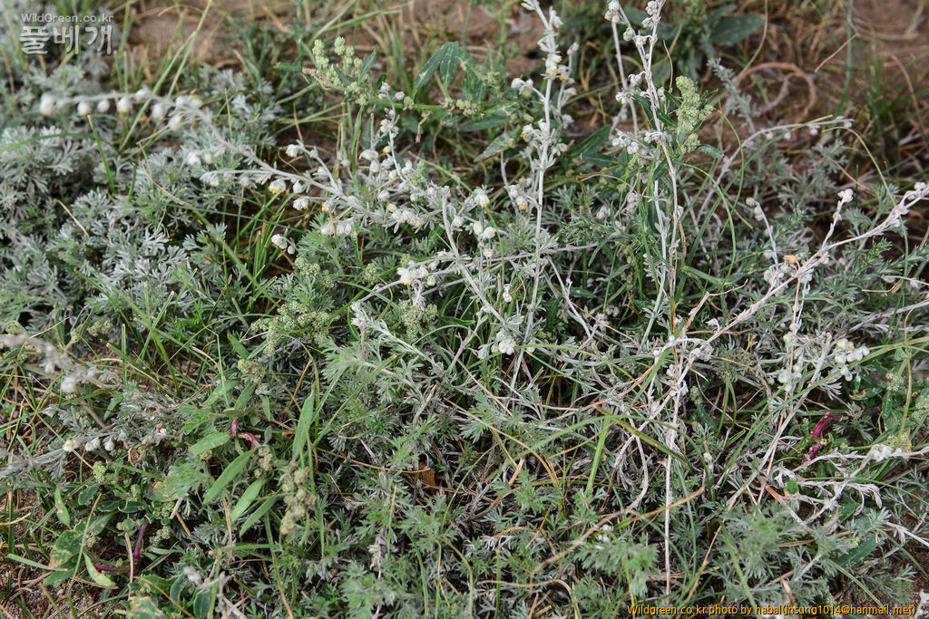 Artemisia xerophytica Krasch (1).jpg : 몽골-12(Artemisia xerophytica Krasch)