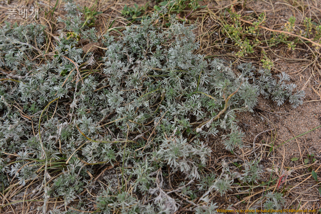 Artemisia xerophytica Krasch (4).jpg : 몽골-12(Artemisia xerophytica Krasch)
