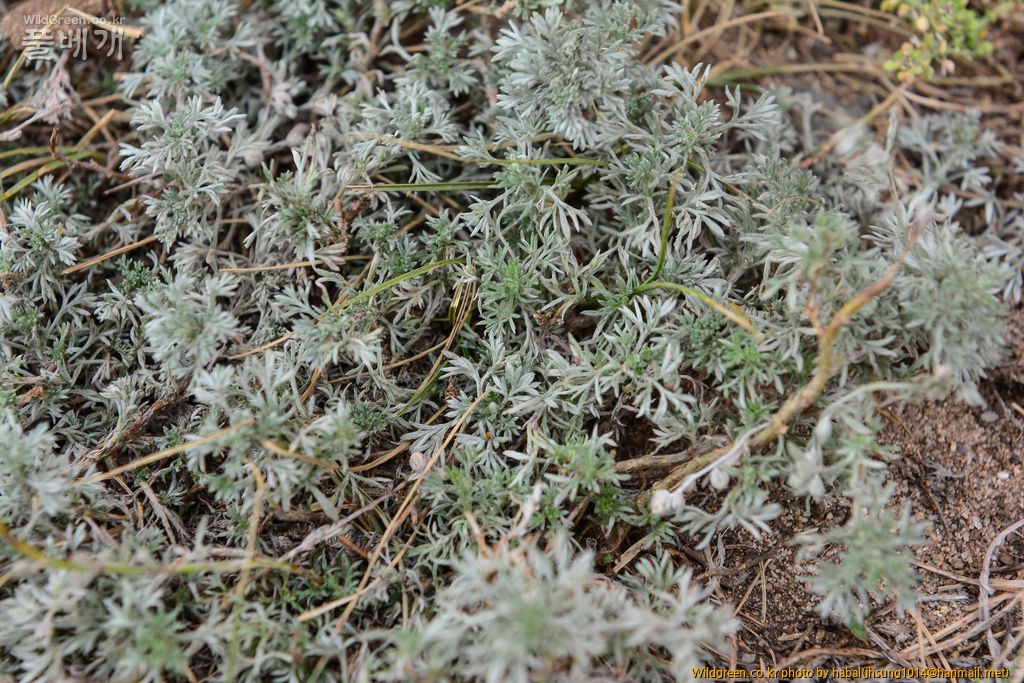 Artemisia xerophytica Krasch (3).jpg : 몽골-12(Artemisia xerophytica Krasch)