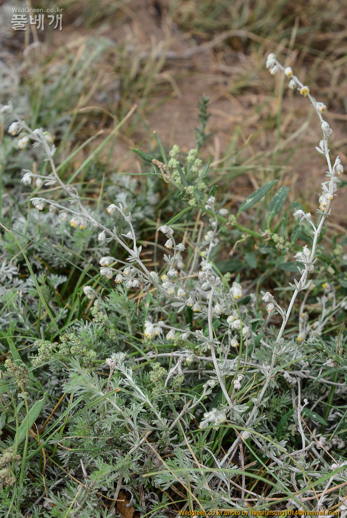 Artemisia xerophytica Krasch (6).jpg : 몽골-12(Artemisia xerophytica Krasch)