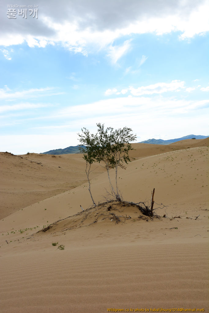 DSC_2743-1.jpg : 몽골-13(Betula microphylla Bunge)