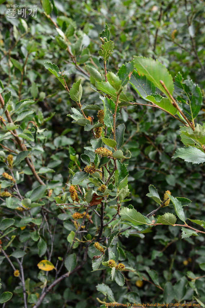 Betula microphylla Bunge (2).jpg : 몽골-13(Betula microphylla Bunge)