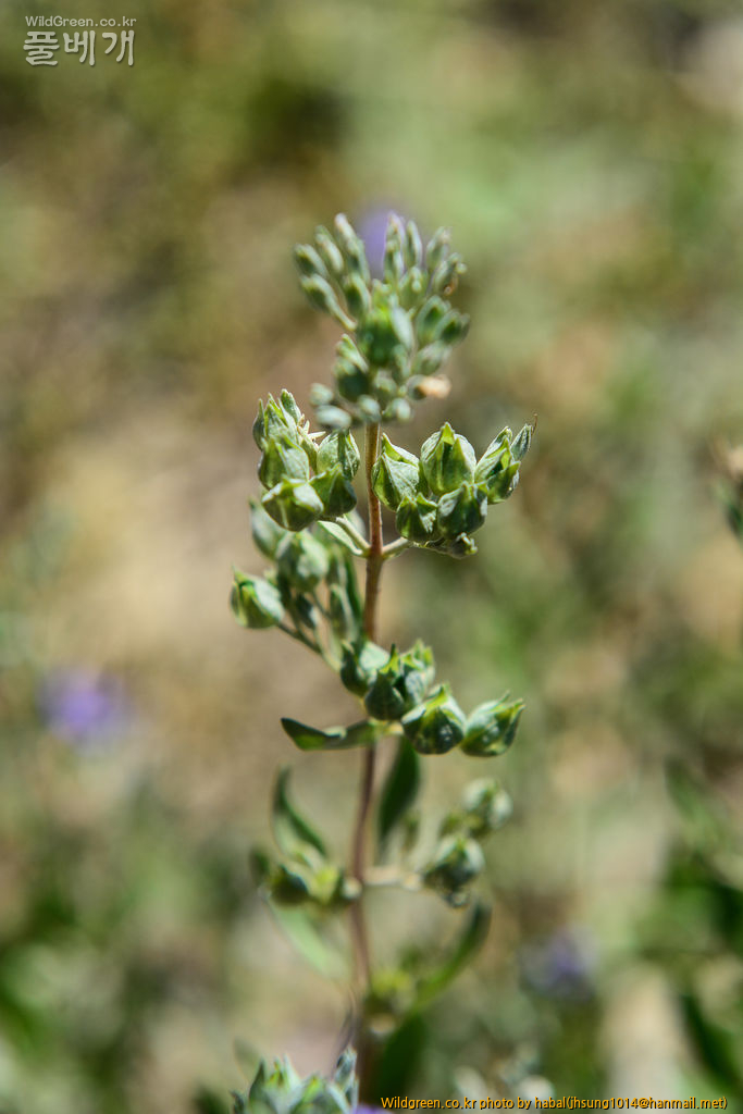 Caryopteris mongholica Bunge (6).jpg : 몽골-14( Caryopteris mongholica Bunge)