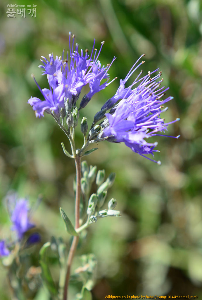 Caryopteris mongholica Bunge (1).jpg : 몽골-14( Caryopteris mongholica Bunge)