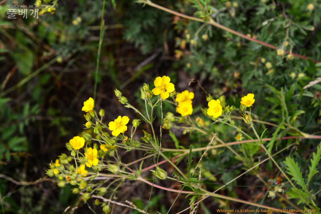 Potentilla tanacetifolia Schur (1).jpg : 몽골-31(Potentilla tanacetifolia Schur. )