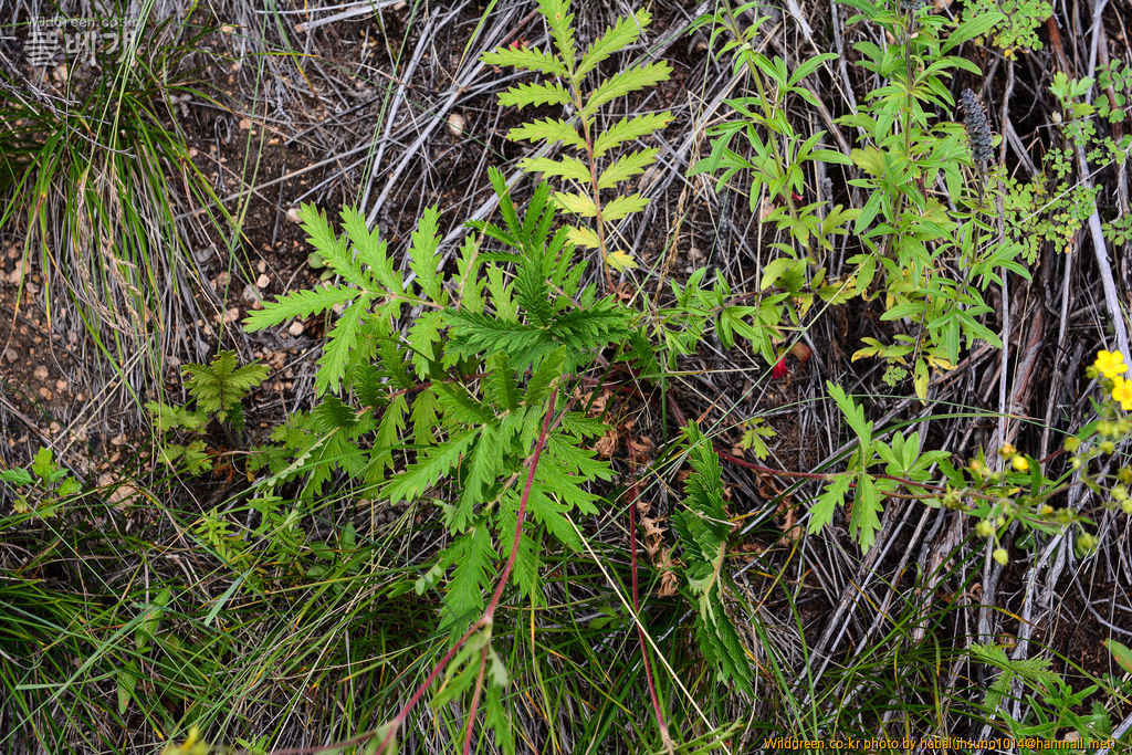 Potentilla tanacetifolia Schur (5).jpg : 몽골-31(Potentilla tanacetifolia Schur. )